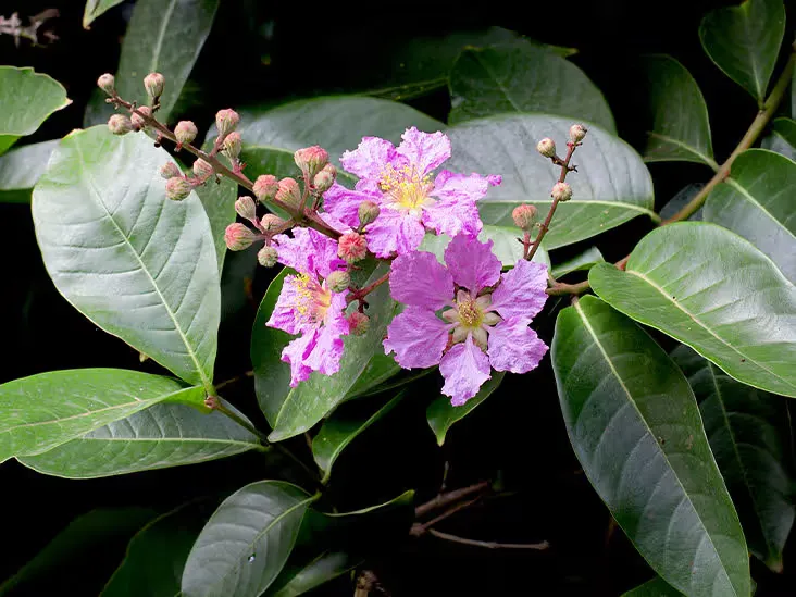 Banaba Leaf