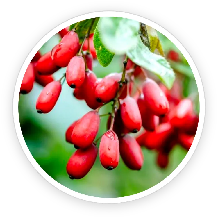Berberine HCL